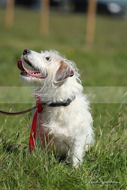 SPXX0610 - Dog show
