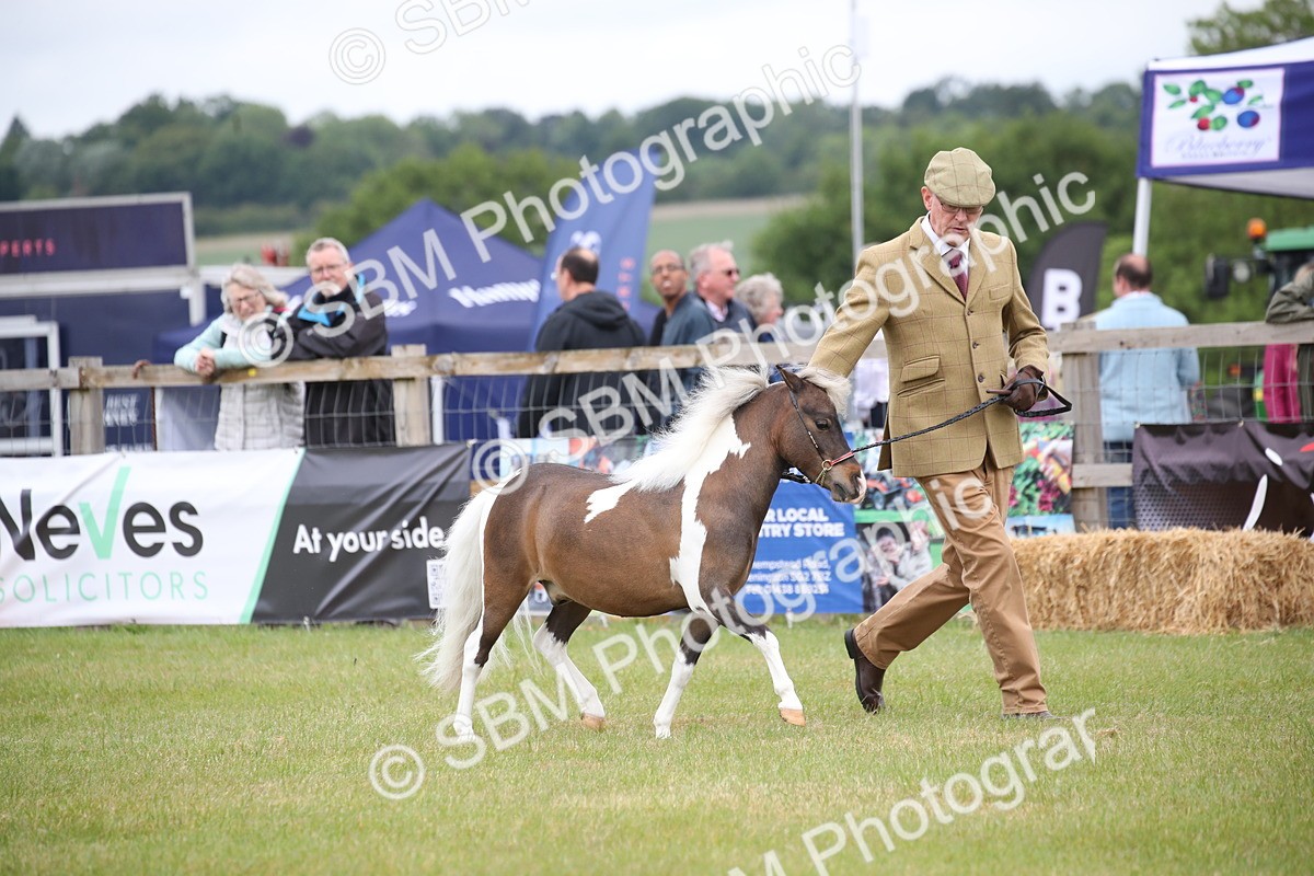 SBM_03911 - Class 23-25 - British Miniature Horse of the Year
