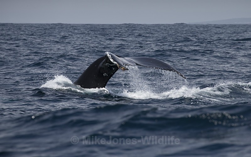 Humpback Whale, Pico Island, Azores - WHALES & DOLPHINS ( PICO, AZORES MAY 2013 & 2014 )