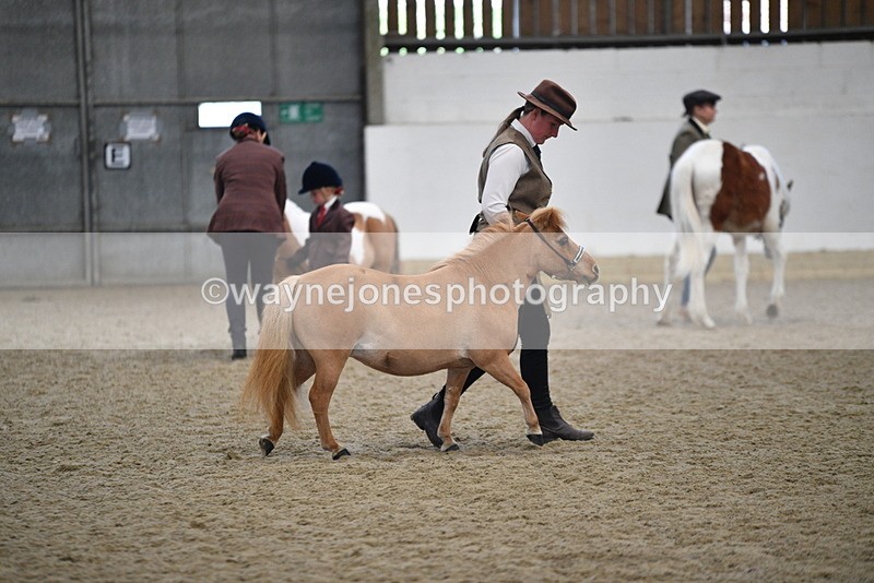 WJ5_4704 - Class 7 In hand coloured / odd coloured