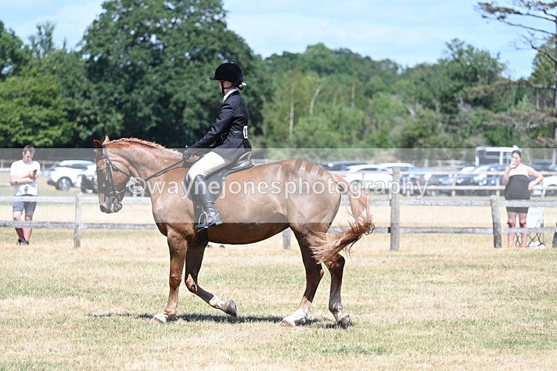 WJ7_3007 - Class 7 Riding Club Show Horse