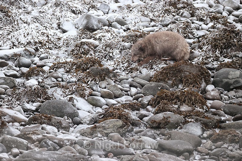 Arctic Fox on rocky shore, Hornstrandir, Iceland - Arctic Fox