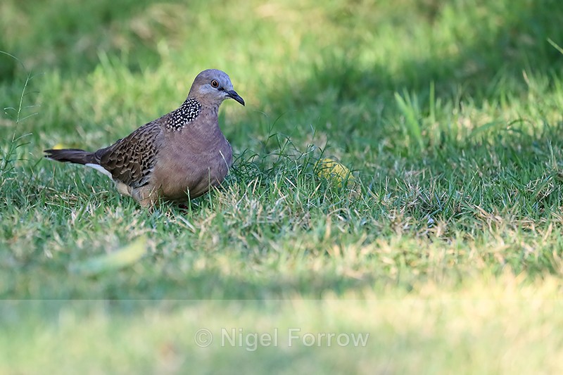 Eastern Spotted Dove on lawn, Stranded Villas, Ubud, Bali - Spotted Dove