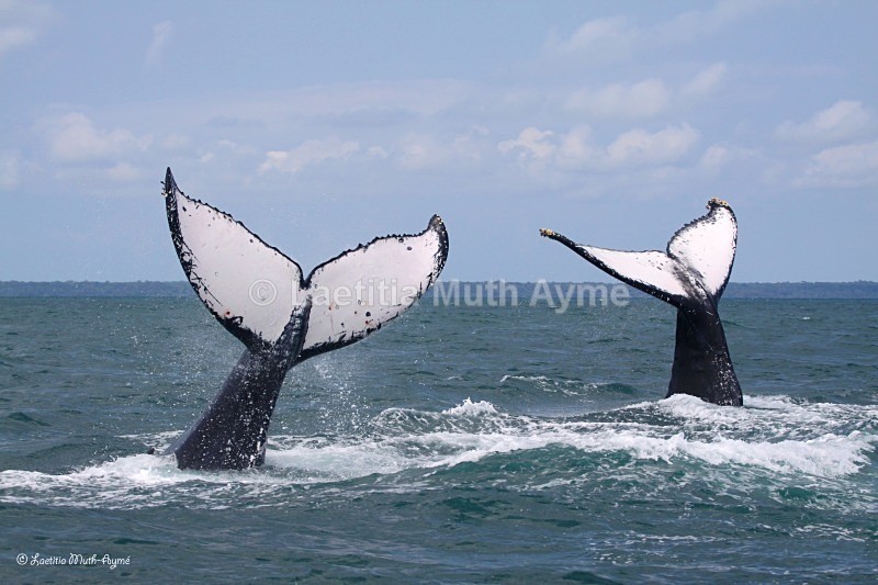 IMG_8461 Gabon - Marine wildlife