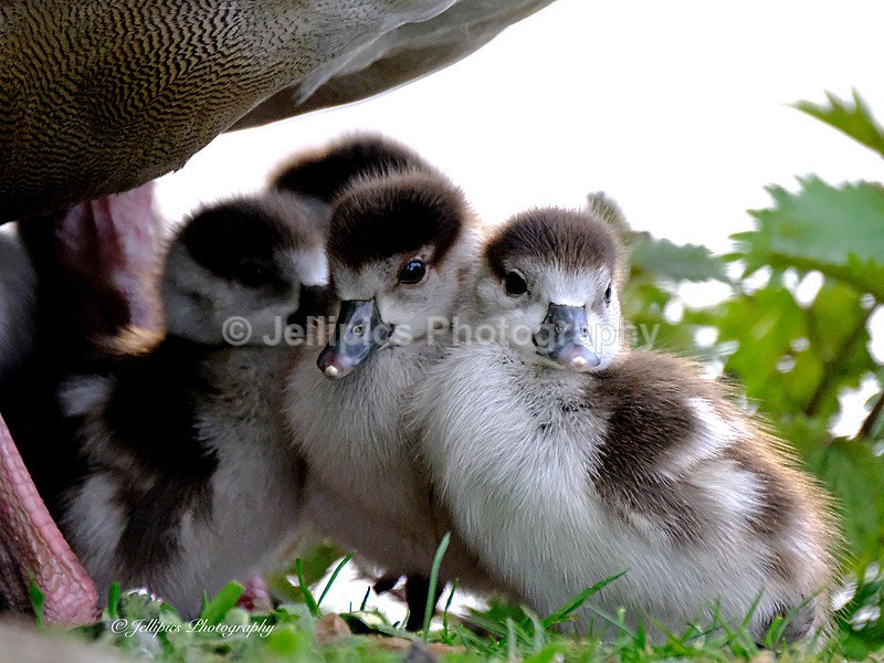  - Wildlife and Nature