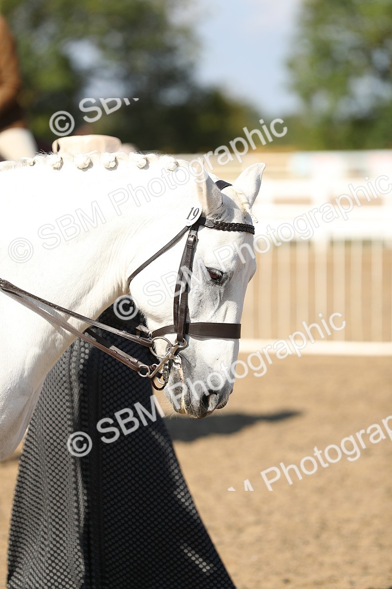 SBM_02305 - Class 43 Ridden Competition Horse/Pony