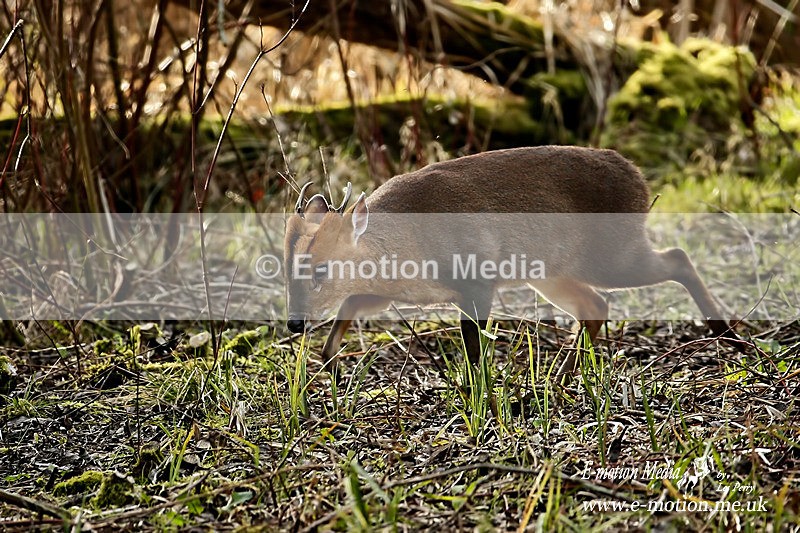Muntjac Deerl 030216 6a - Nature