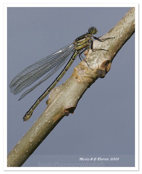  - Invertebrate's Macro