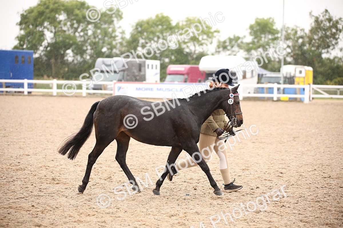 SBM_20123 - Class 702 - IH  Show Horse Pony