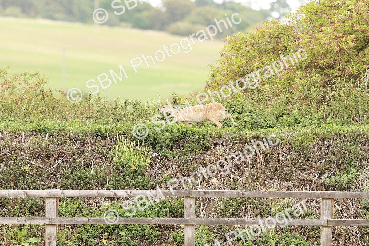 SBM_001137 - Prelim 2