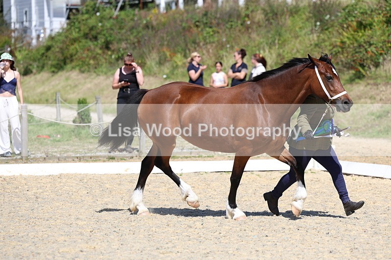 3E7A9832 - In Hand Championship