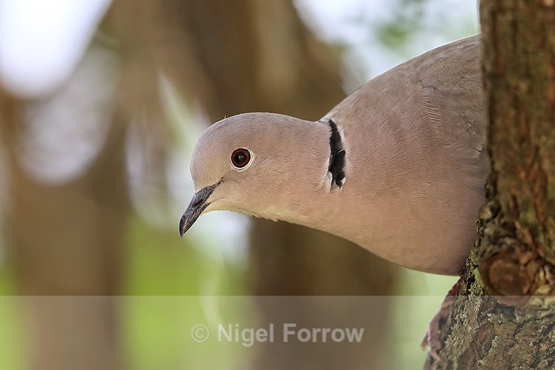 Collared Dove head close-up, Oxfordshire, UK - Collared Dove