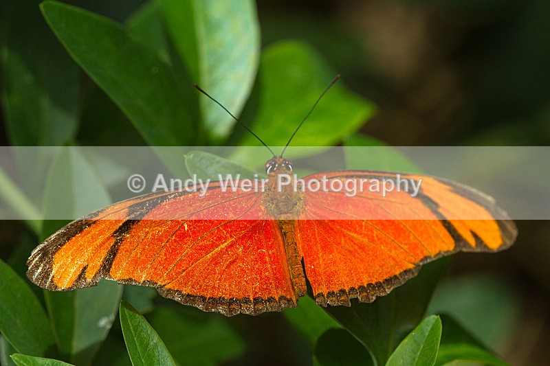 20130803-_MG_5274 - Butterflies & Moths