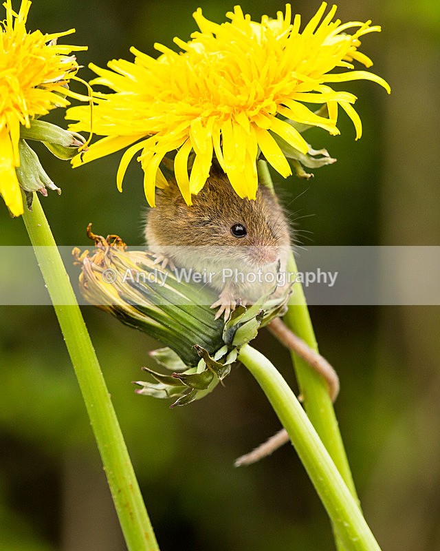 20140405-3K8A9941 - Harvest Mouse