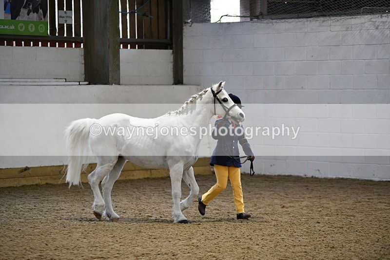 WJ5_4638 - Class 3 Part Bred In hand