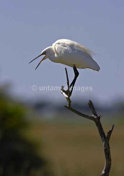 Little Egret - Botswana