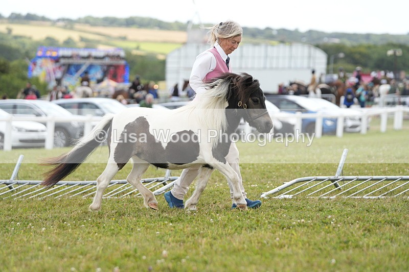 DSC06842 - Class 60: Coloured Pony 4yrs & over