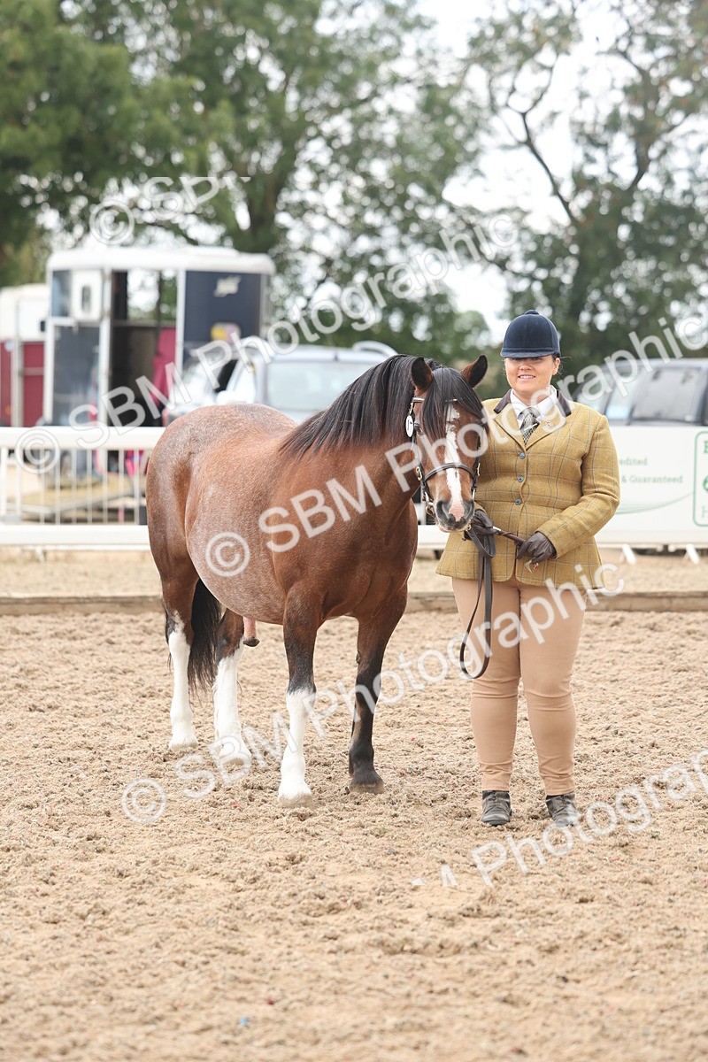 SBM_03235 - Class 16 - IH M&M Wildcard