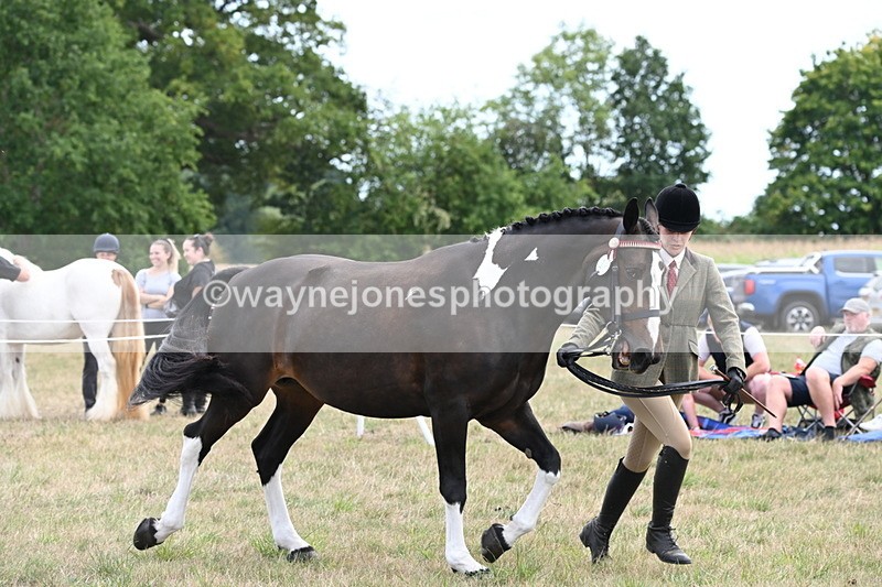 WJ6_6226 - Class 19 In-hand Veterans (Uploaded correct folder)