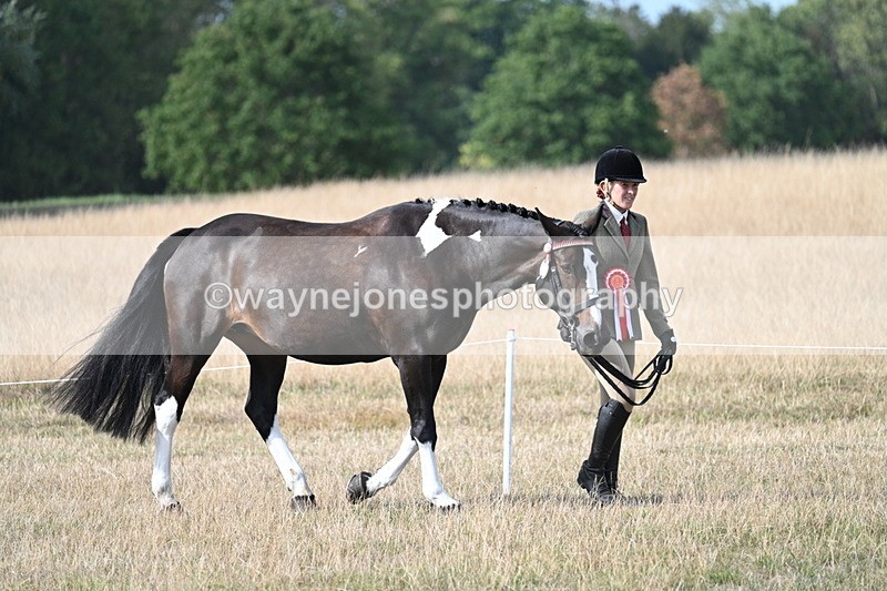 WJ7_8085 - In-hand Championship