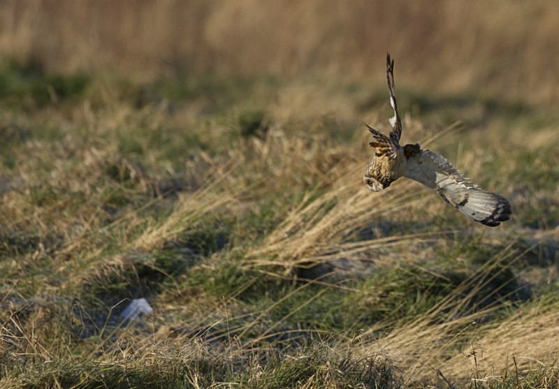 Short eared owl - SHORT EARED OWLS