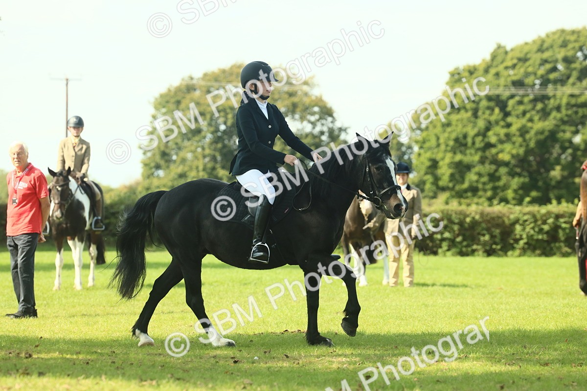 SBM_66538 - S34 - Rehabilitated Rescue Horse & Pony In Hand & Ridden