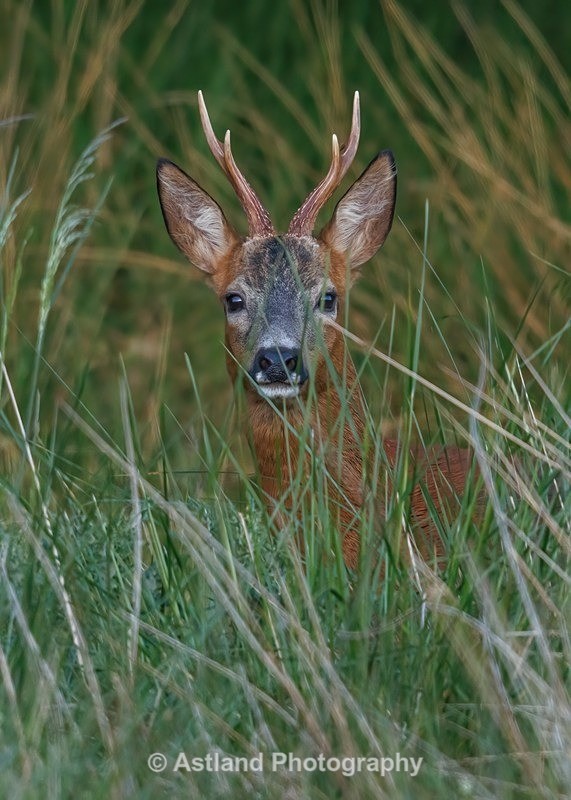 Roe Deer - Latest Images