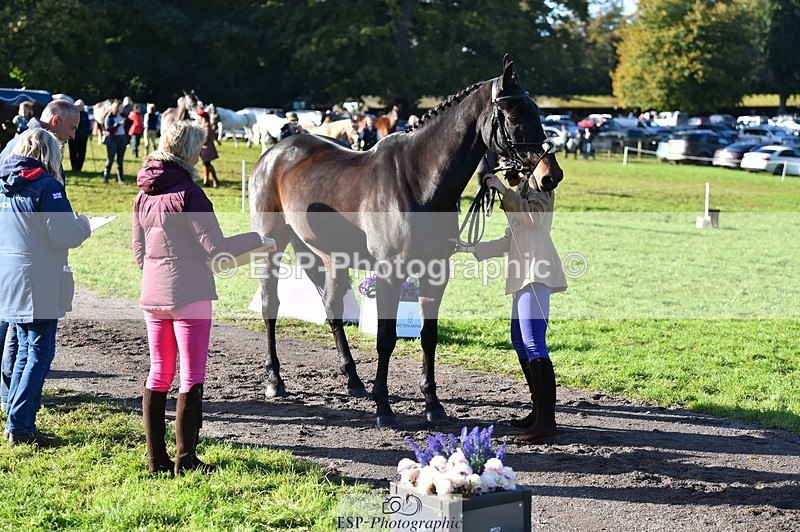 231022-102730-22495 - 472-SIR.LARRY.II-Alice.Wharton-TrotUp+SJ