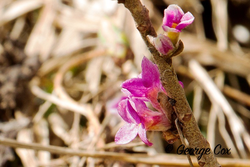 Daphne - Mezereum Mezereon