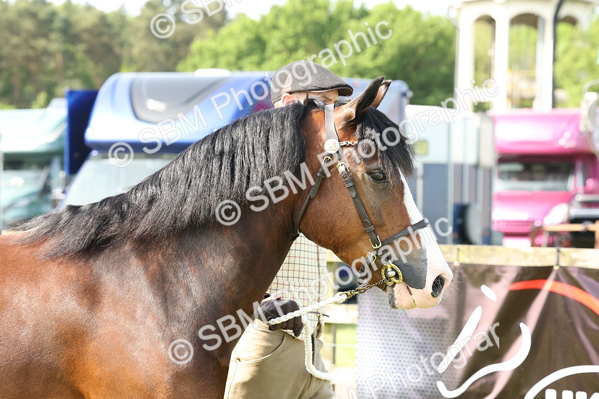 SBM_02041 - Class 6-13 - Mountatin and Moorland In Hand Welsh Breeds