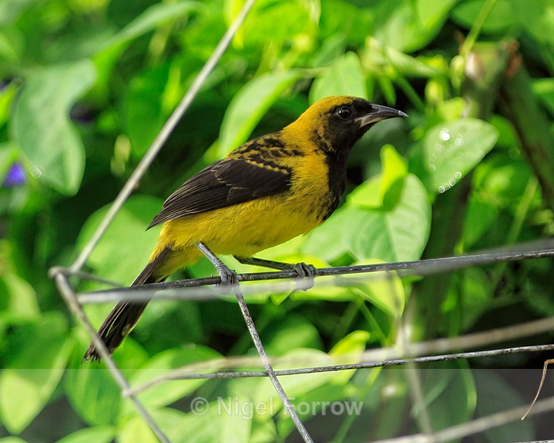 Black-cowled Oriole on feeder, Costa Rica - Black-cowled Oriole