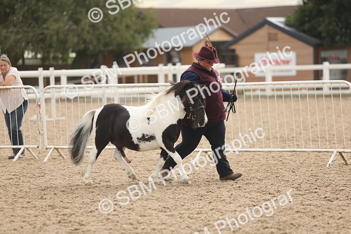 SBM_03223 - Class 16 - IH M&M Wildcard