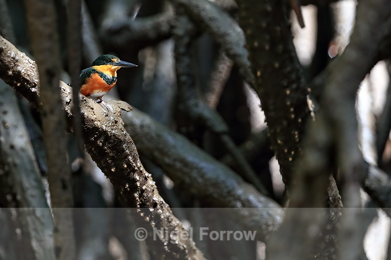 American Pygmy Kingfisher (female), Sierpe River, Costa Rica - American Pygmy Kingfisher