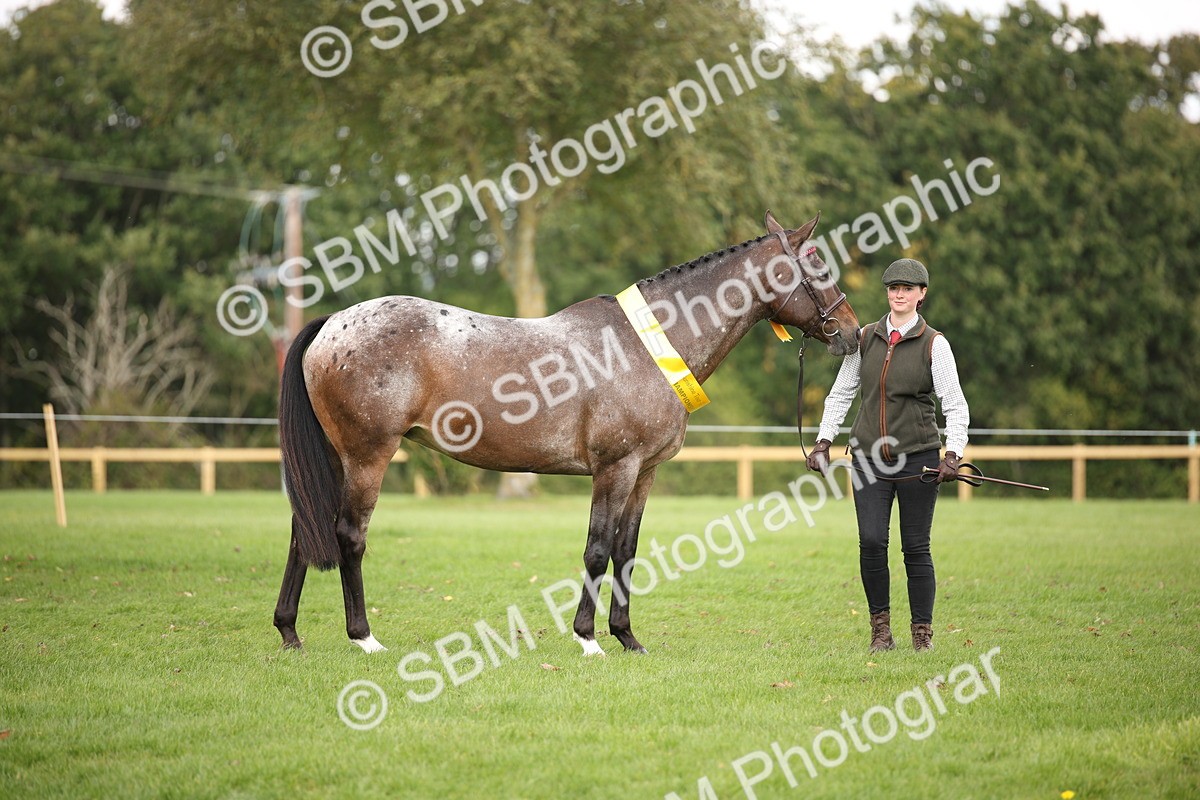 SBM_62912 - In Hand Horse Supreme Championship