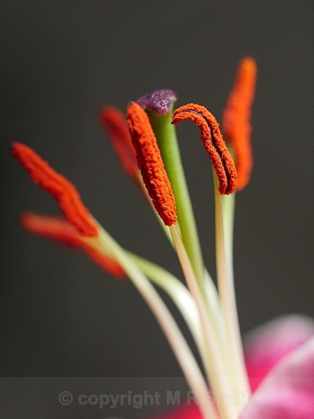 Lily Pollen - MACRO & CLOSE UPS 2