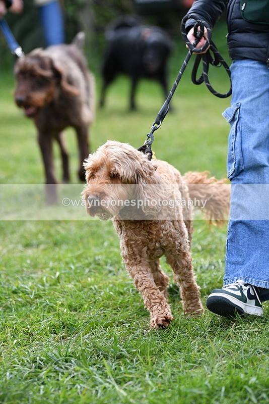 WJ5_9310 - Class 1 Best Cross Breed / Heniz 57