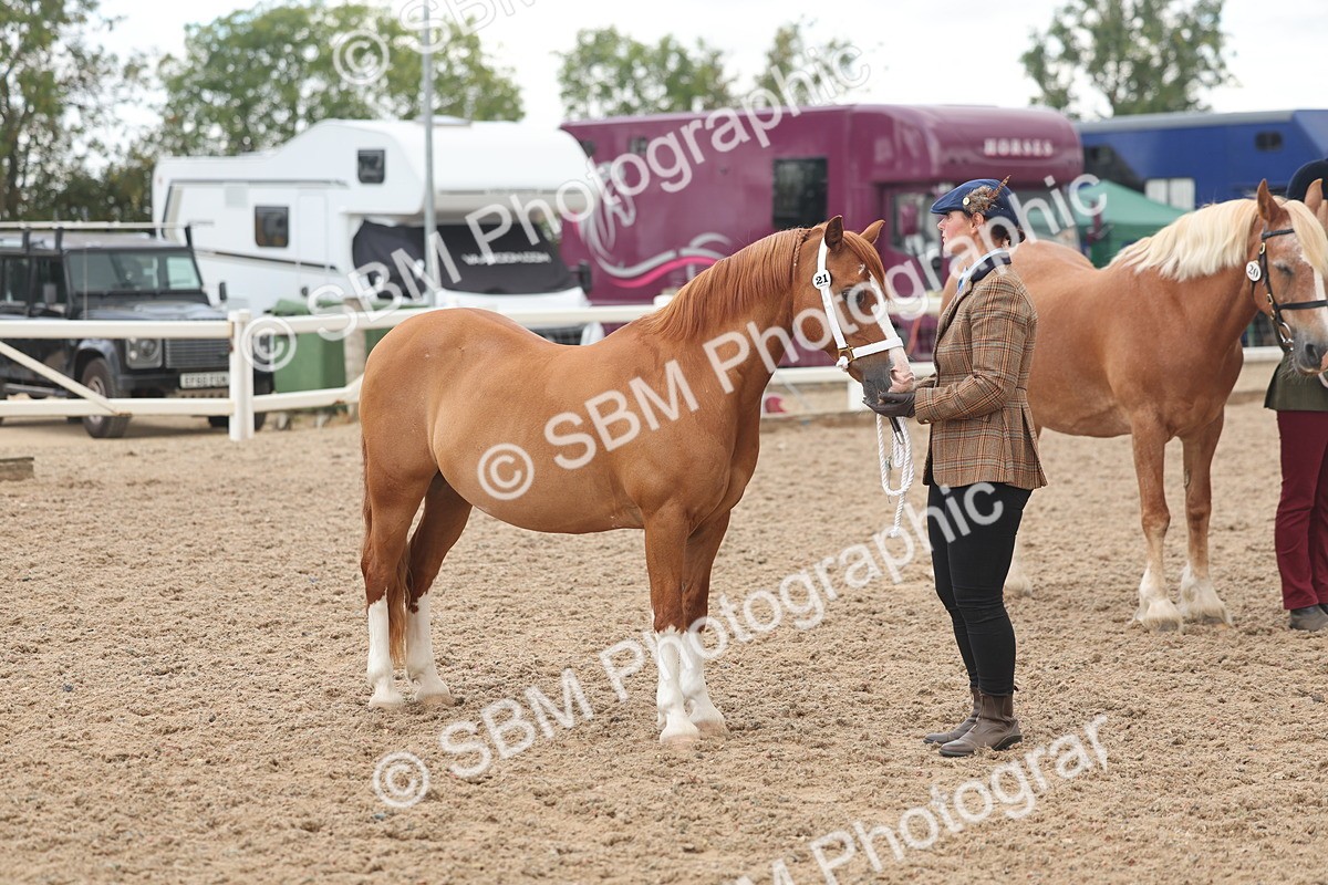 SBM_03257 - Class 16 - IH M&M Wildcard