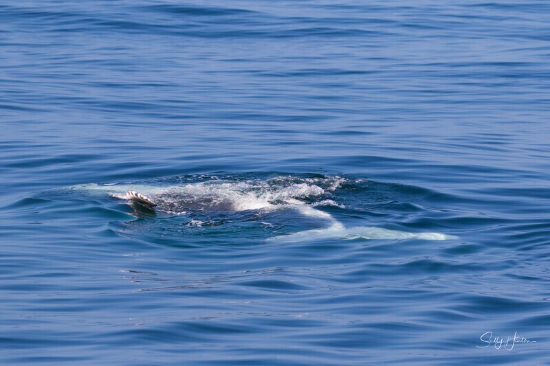 0A3A7567 Relaxed Calf 1 - Humpback Whales