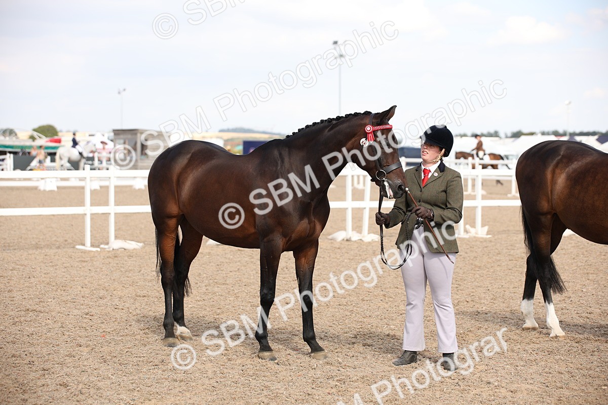 SBM_07071 - Class 25 IH Foreign Breeds- Pure bred