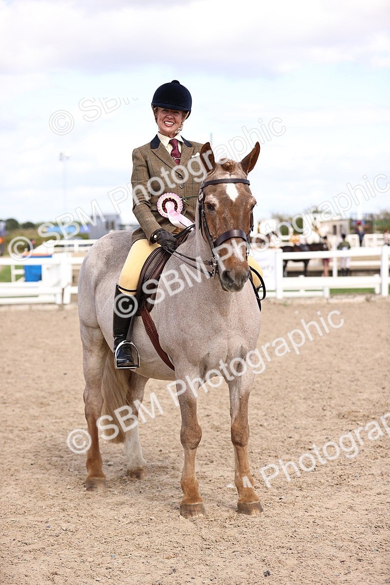 SBM_14418 - Class 412 - Handsomest Gelding (IH or Ridden)Adult