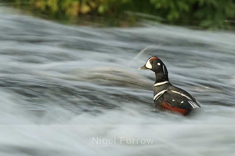 Harlequin Duck (drake), fast water, River Laxa, Iceland - Harlequin Duck