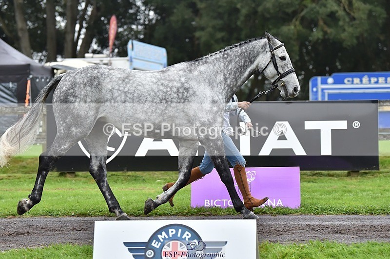 231018-122022-00221 - 028-BOLEYBAWN.COOLEY.LADY-Claire.Fielding-TrotUp