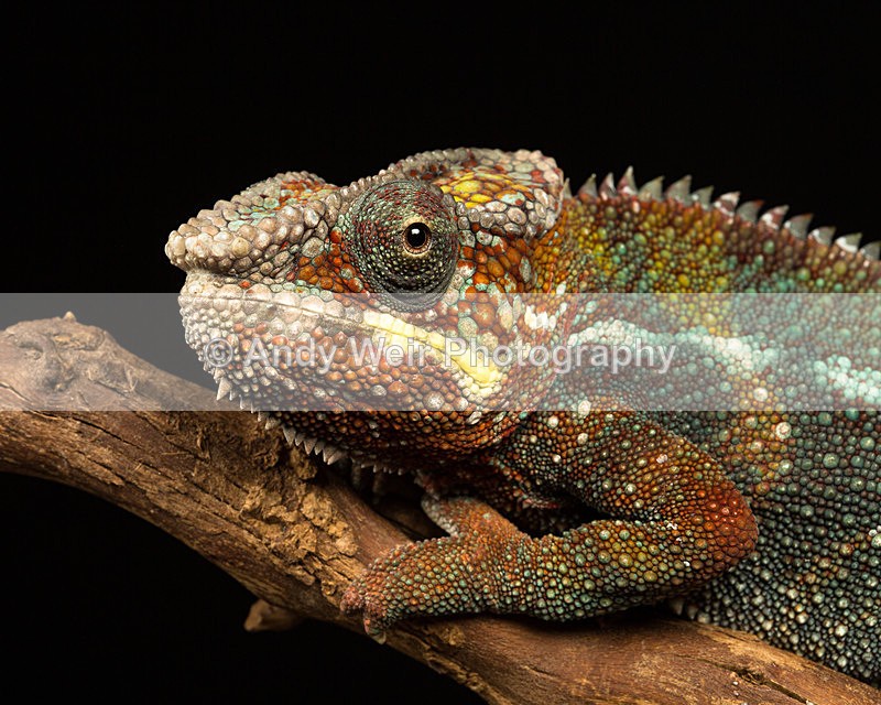 20140325-3K8A9377 - Lizards