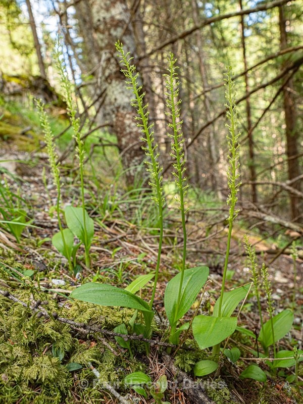 One-leaved bog orchid (Malaxis monophyllos) an inconspicuous species that has a wide distirbution in Europe - Wild Orchids