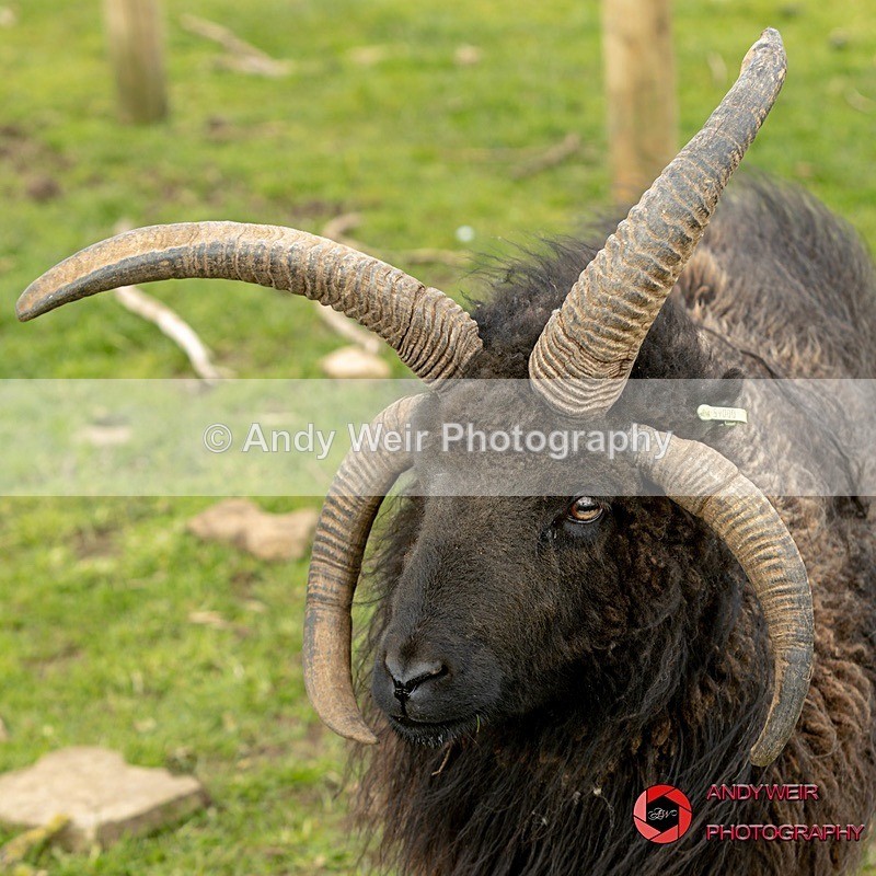 190331-untitled-1L4A0694 - Captive Animals