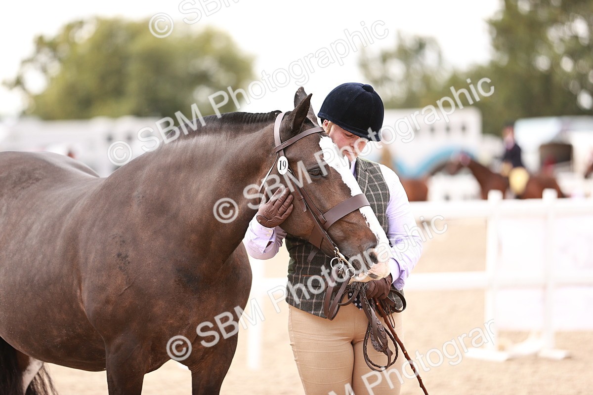 SBM_16115 - Class 411 - Prettiest Mare - (IH or Ridden Adult)
