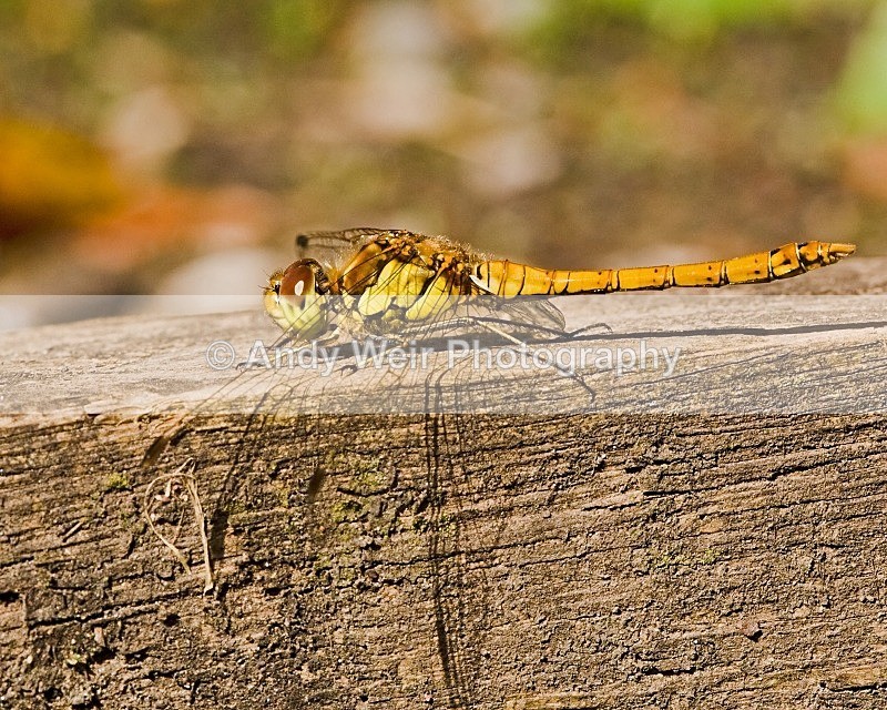 20080810-011 - Dragonflies & Damselflies
