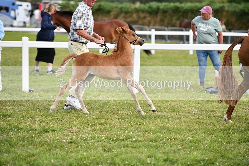 DSC_8644 - Classes 70 and 71: NPS Show Pony Brrod Mare and Foal