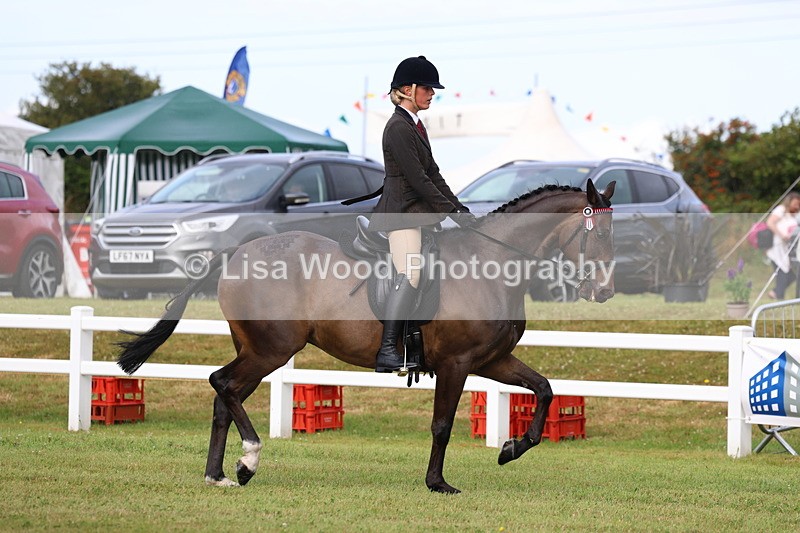 3E7A8005 - Class 2: Rising Star Large Hack/Riding Horse