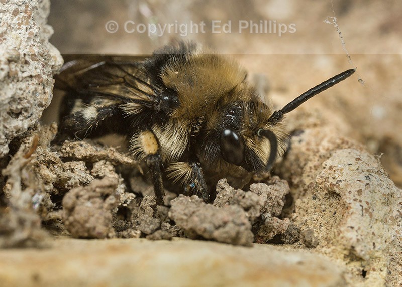 Melecta albifrons (m)